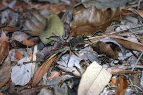 Images_Belize_2011_284