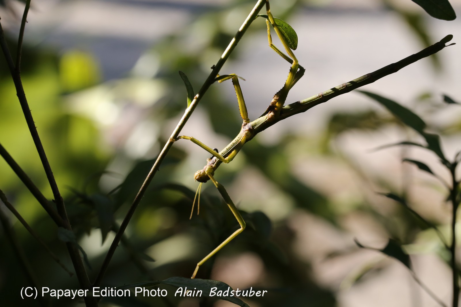 Phasmes à Cape Tribulation