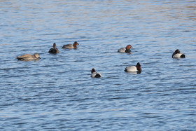 Faune et Flore de Suisse, 2022, Vaumarcus, Fuligules milouins et Canards Chipaux