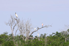Deuxième séjour à Sarteneja, Bélize, Novembre - Décembre 2021
