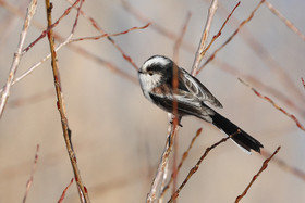 Faune et Flore de Suisse, 2022, Vaumarcus, Mésange à longue queue
