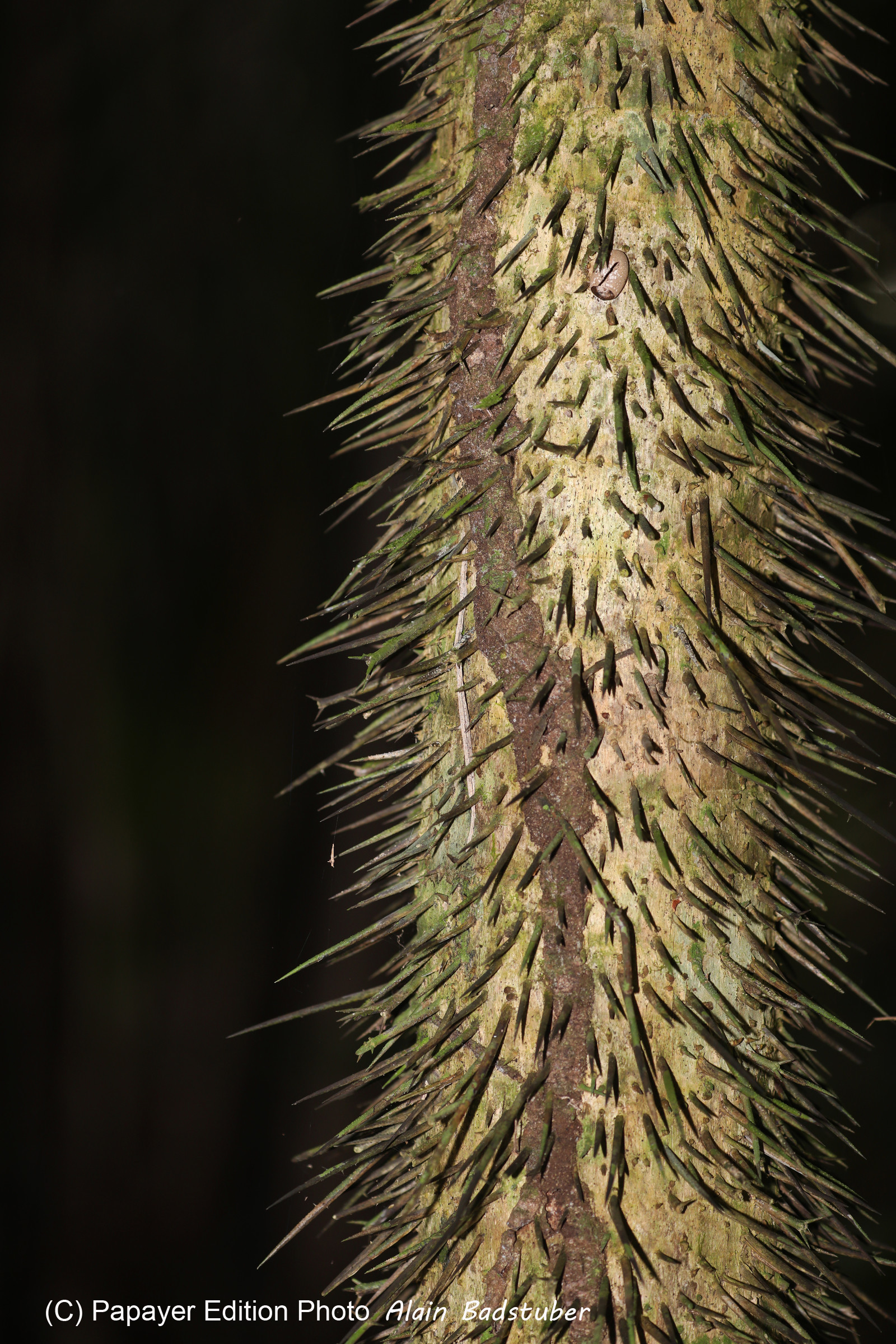 Quatre jours de terrain à Punta Gorda