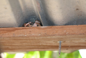 Serpents du Belize, Cat eyed snake, Leptodeira frenata