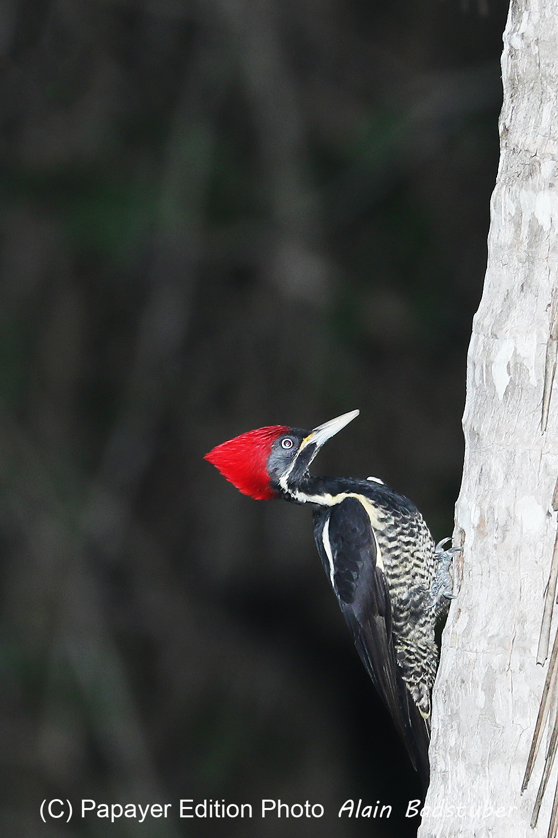 Deuxième séjour à Sarteneja, Bélize, Novembre - Décembre 2021