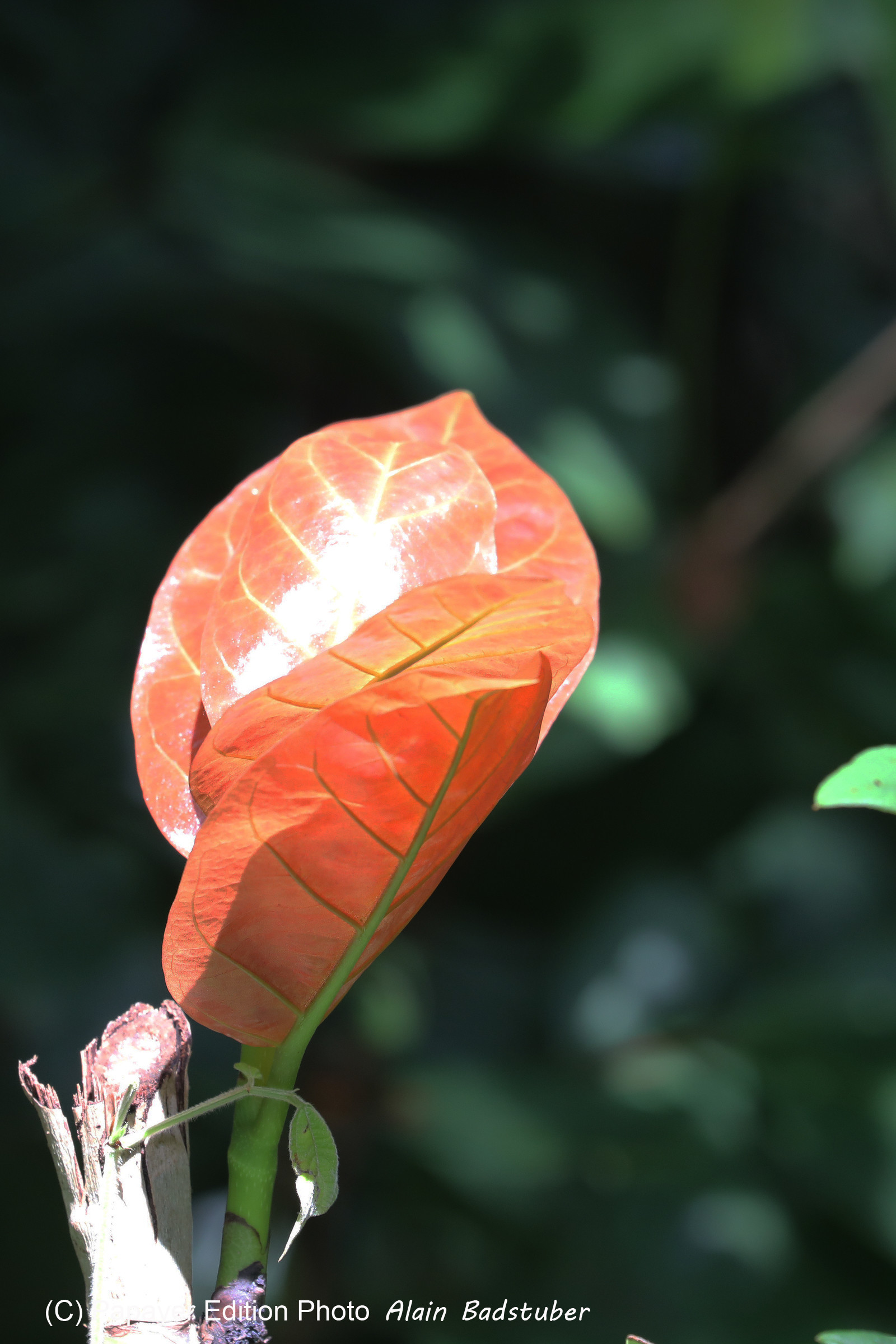 Végétaux et Champignons