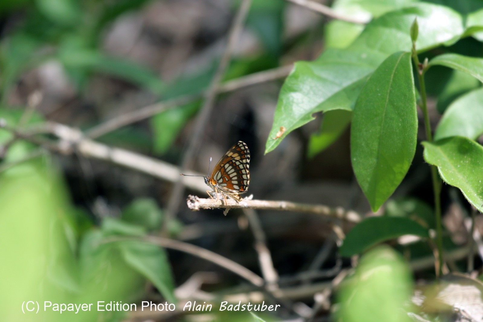 Images_Belize_2011_001