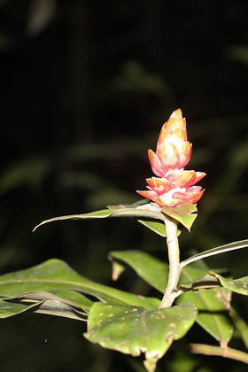 Quatre jours de terrain à Punta Gorda
