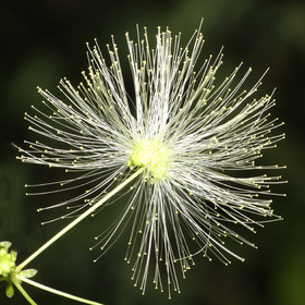 Deuxième séjour à Sarteneja, Bélize, Novembre - Décembre 2021