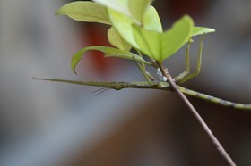 Phasmes à Cape Tribulation