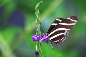 Punta Culebra Nature Center