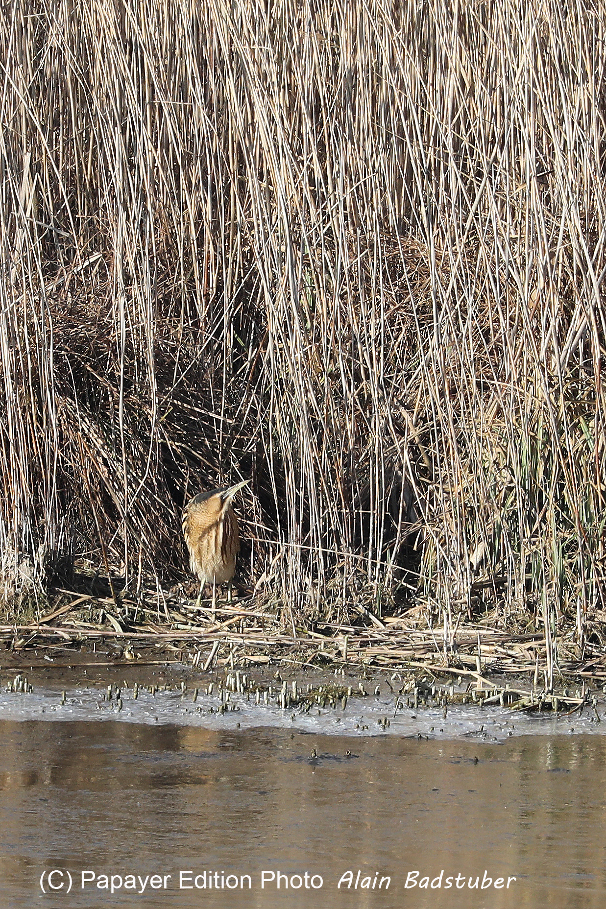 Faune et Flore de Suisse, 2022