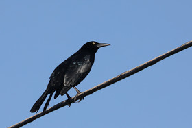 Hopkins, Octobre-Novembre 2021