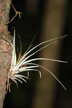 Quatre jours de terrain à Punta Gorda