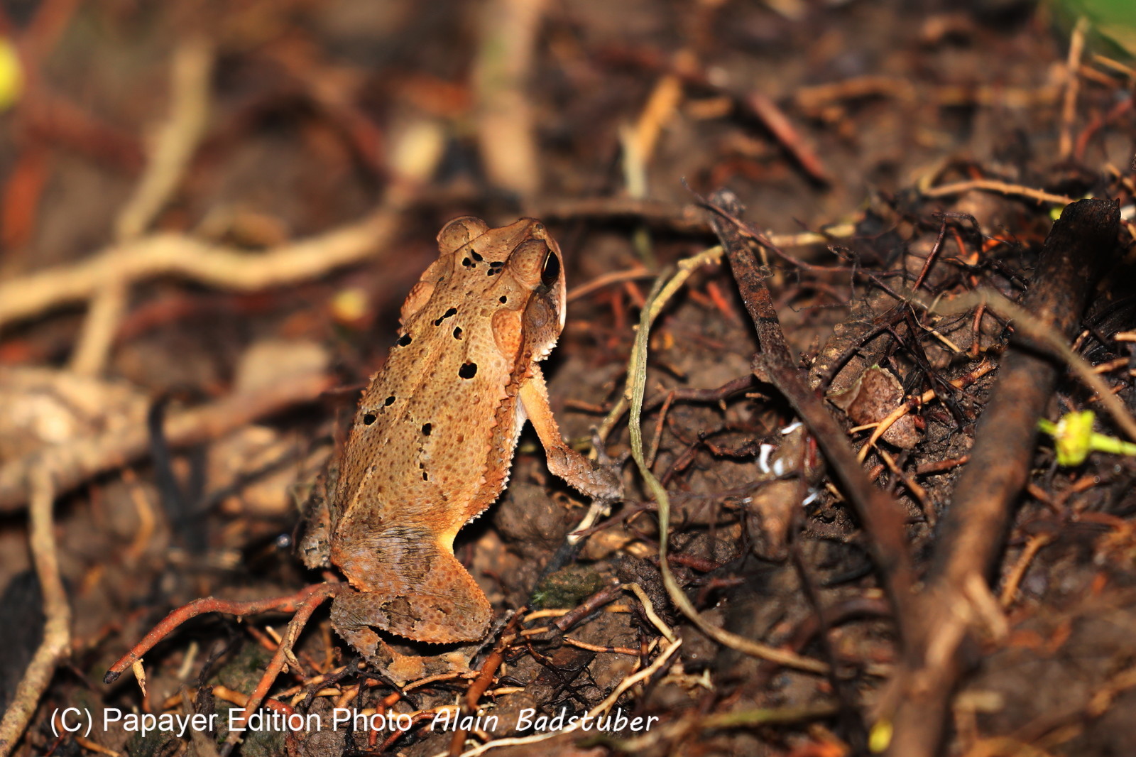 Hickatee Cottages, 4 jours de photo