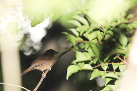Deuxième séjour à Sarteneja, Bélize, Novembre - Décembre 2021