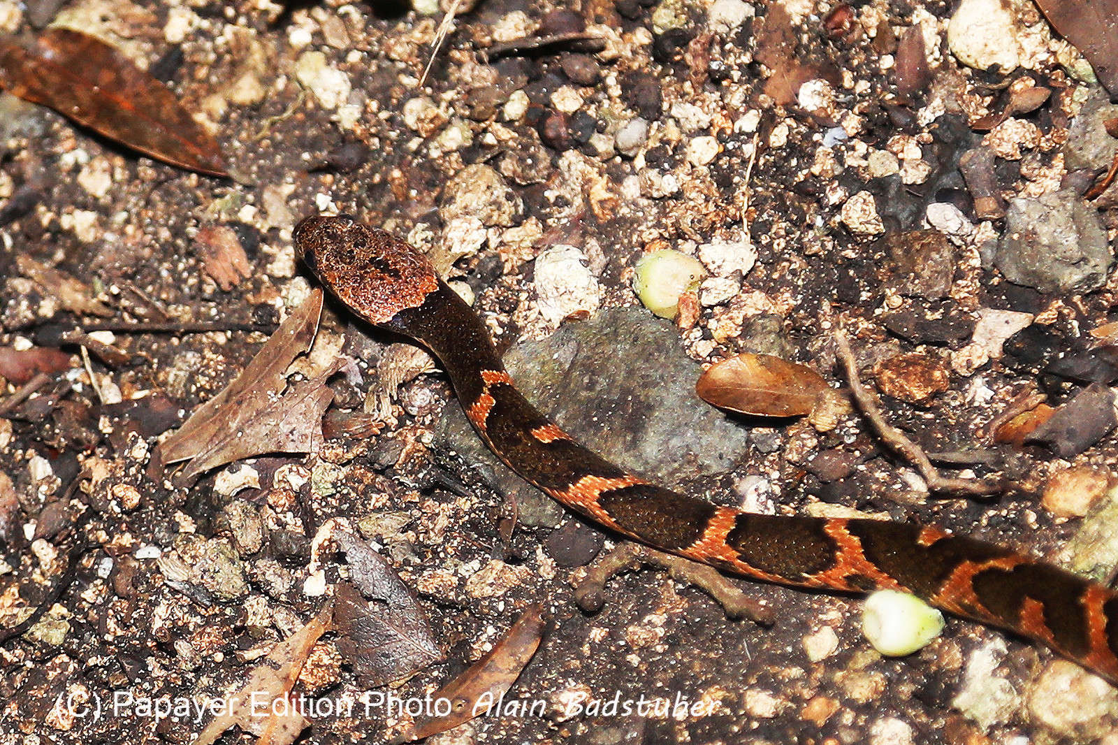Serpents du Belize, Cat eyed snake, Leptodeira frenata
