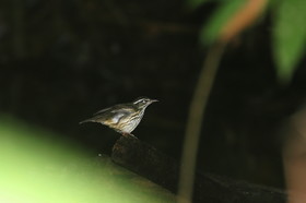 Hickatee Cottages, 4 jours de photo