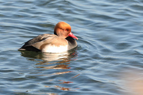 Faune et Flore de Suisse, 2022, Vaumarcus, Nettes rousses