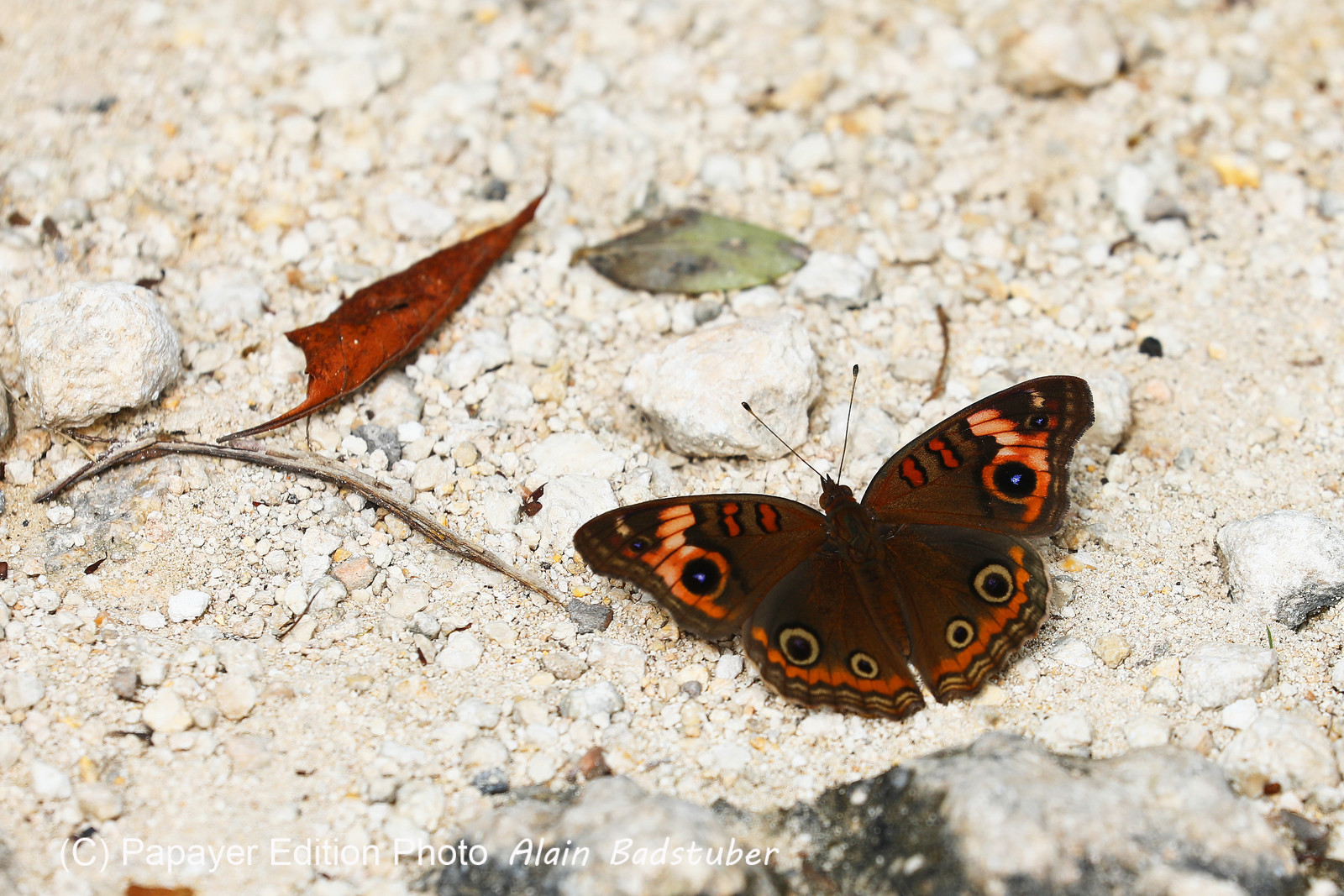 Deuxième séjour à Sarteneja, Bélize, Novembre - Décembre 2021