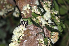 Mammifères à Cape Tribulation