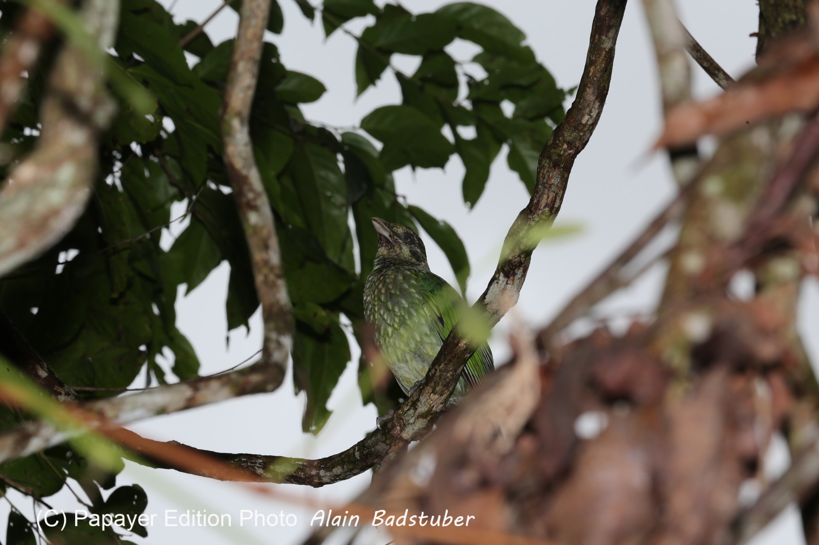 L'Australie à Cow Bay et Cape Tribulation en 2017