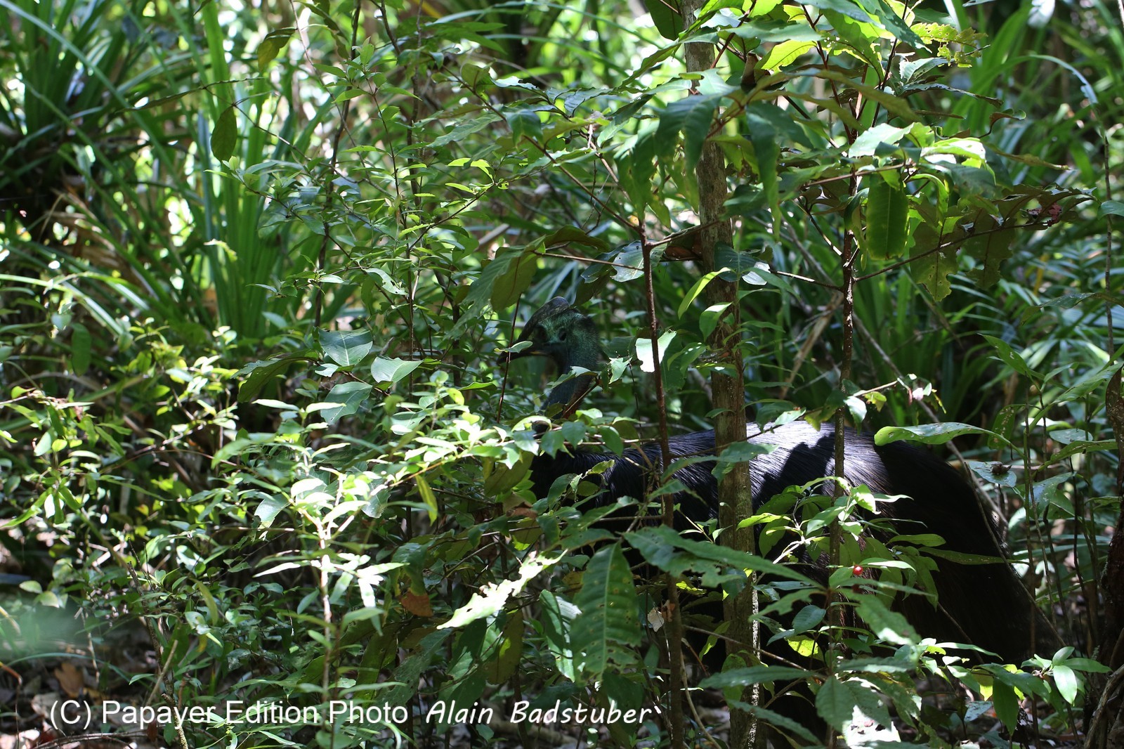 Oiseaux à Cape Tribulation