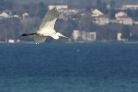 Faune et Flore de Suisse, 2022