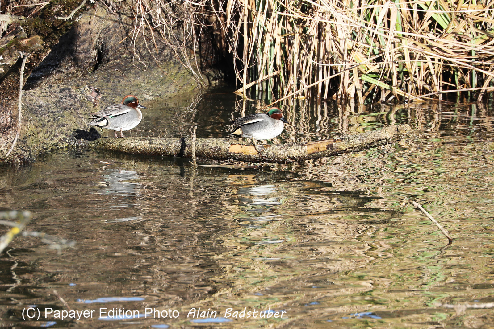 Faune et Flore de Suisse, 2022