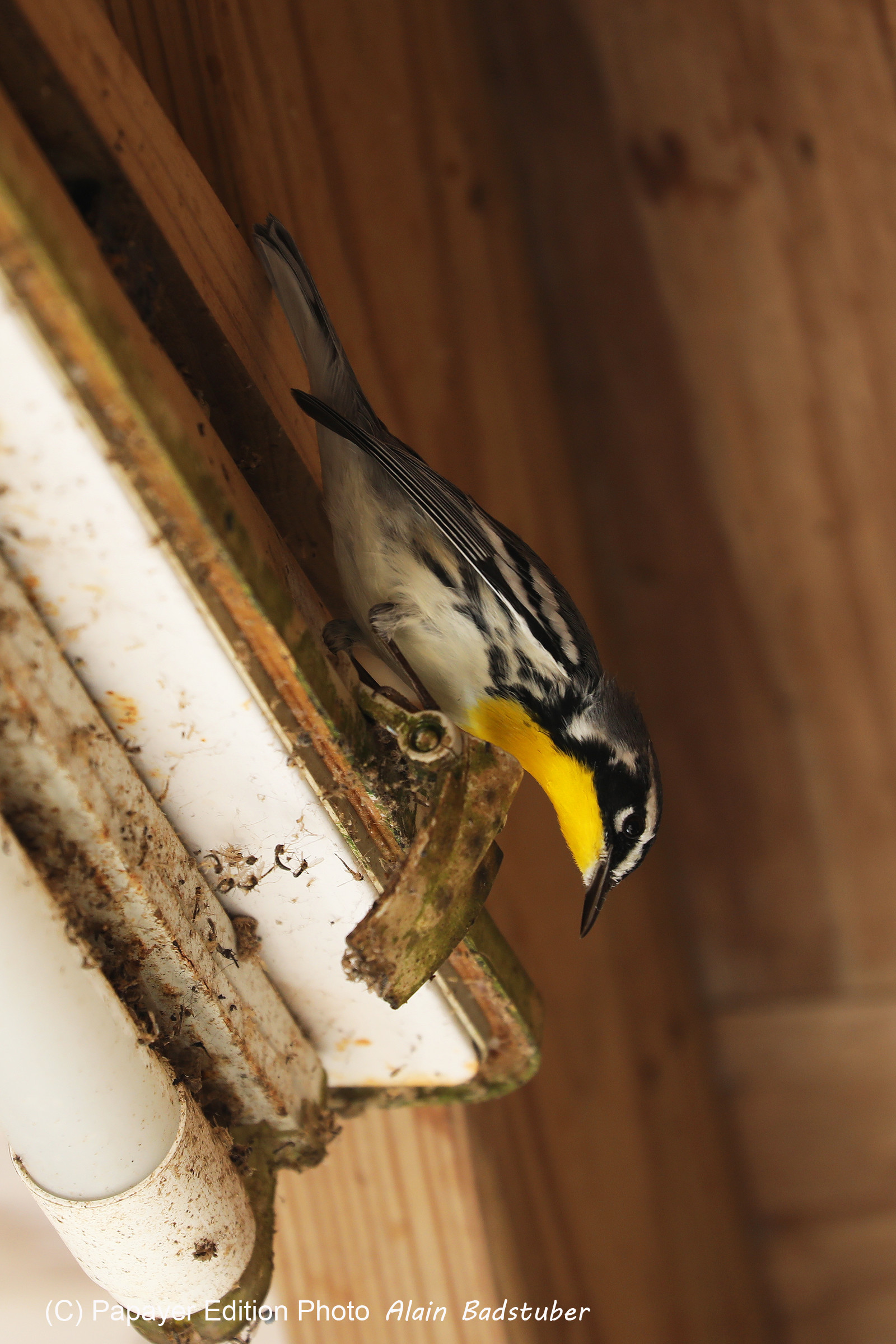 Hopkins, Octobre-Novembre 2021