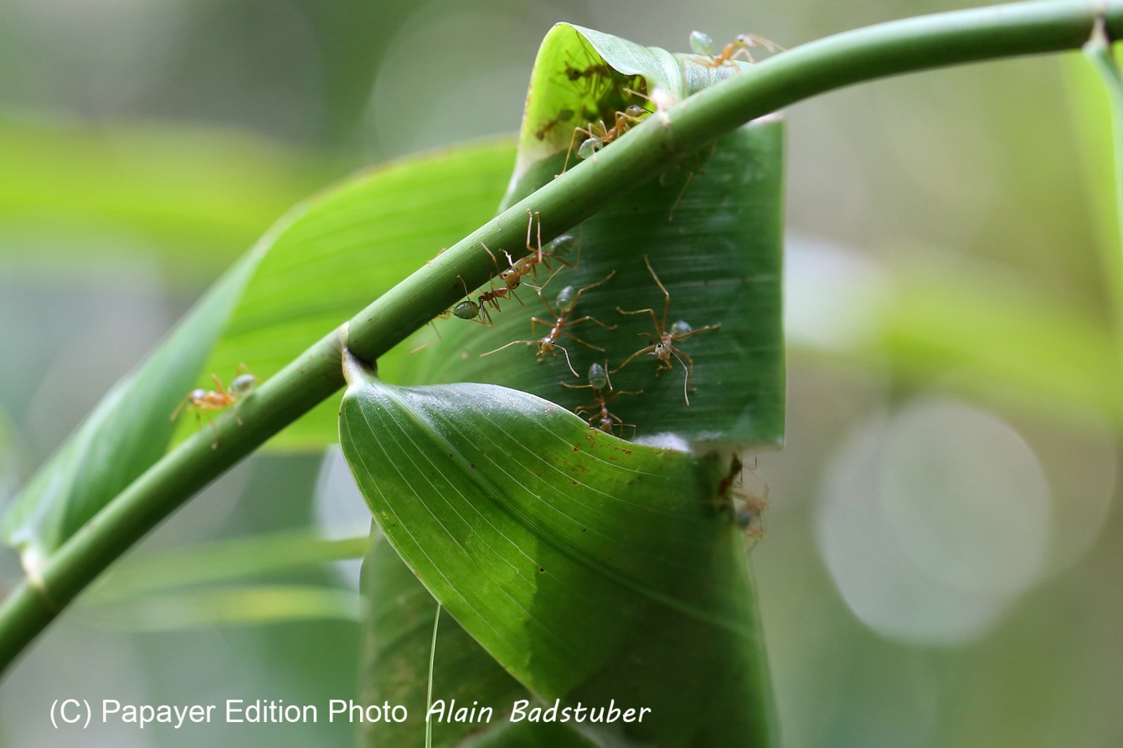 Fourmis à Cape Tribulation