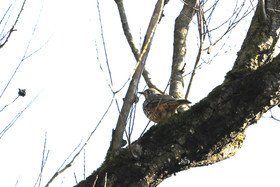 Faune et Flore de Suisse, 2022