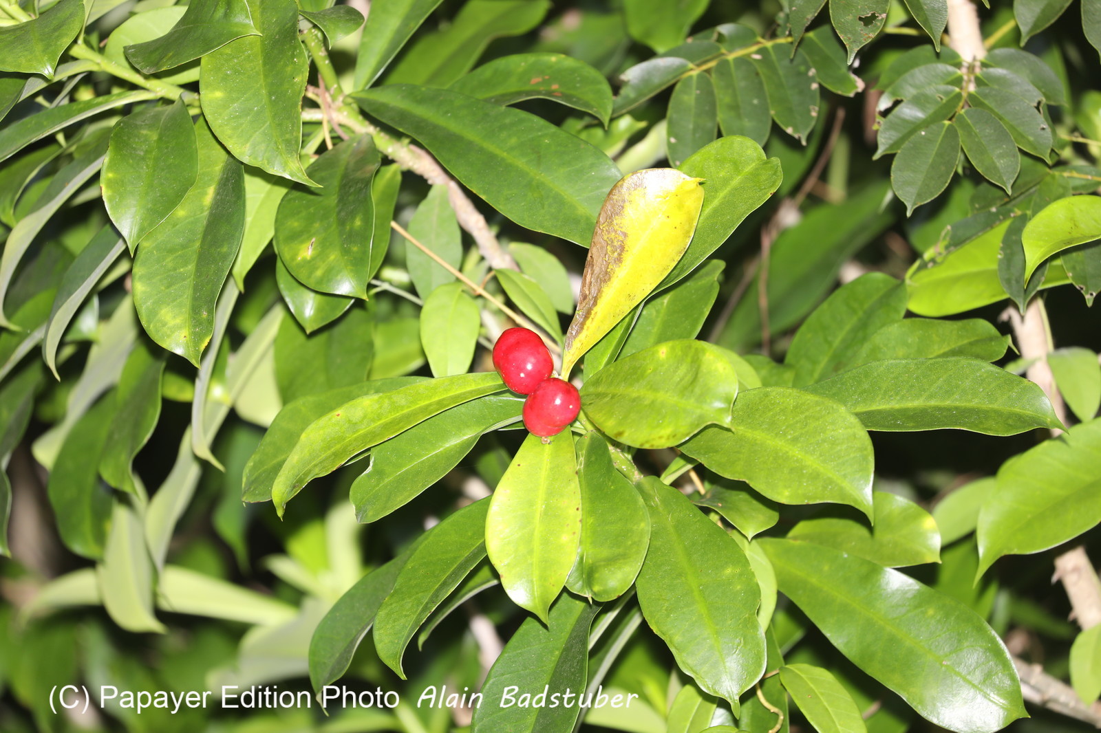 Hickatee Cottages, 4 jours de photo