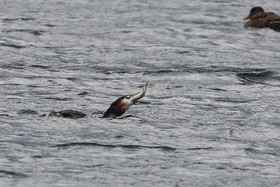 Faune et Flore de Suisse, 2022, Vaumarcus, Repas d'un Grèbe huppé
