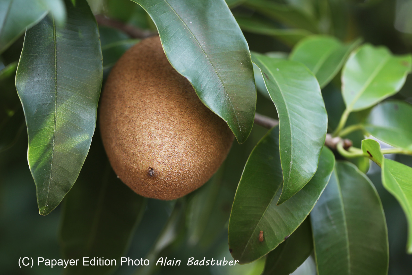 Végétaux et Champignons