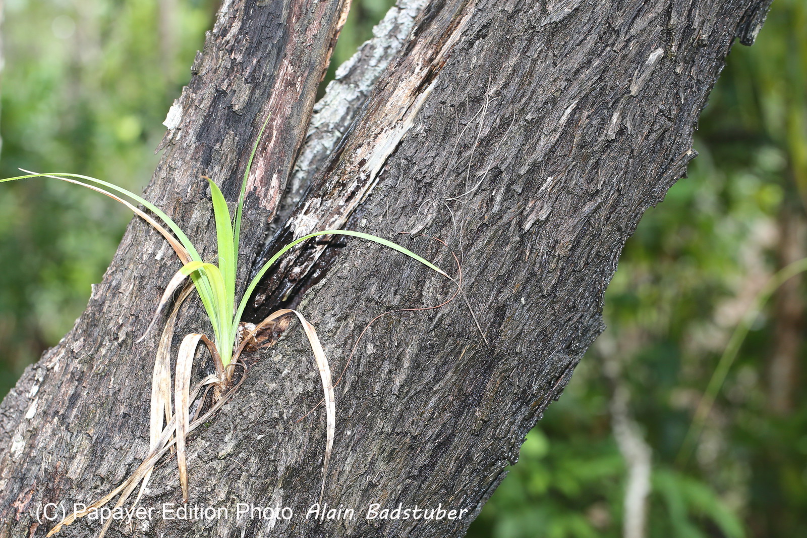 L'Australie à Cow Bay et Cape Tribulation en 2017