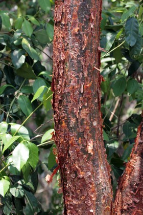 Images_Belize_2011_395