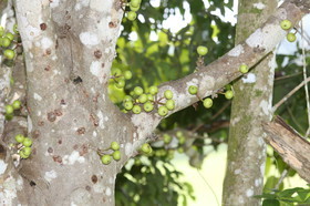 L'Australie à Cow Bay et Cape Tribulation en 2017