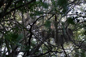 Images_Belize_2011_269