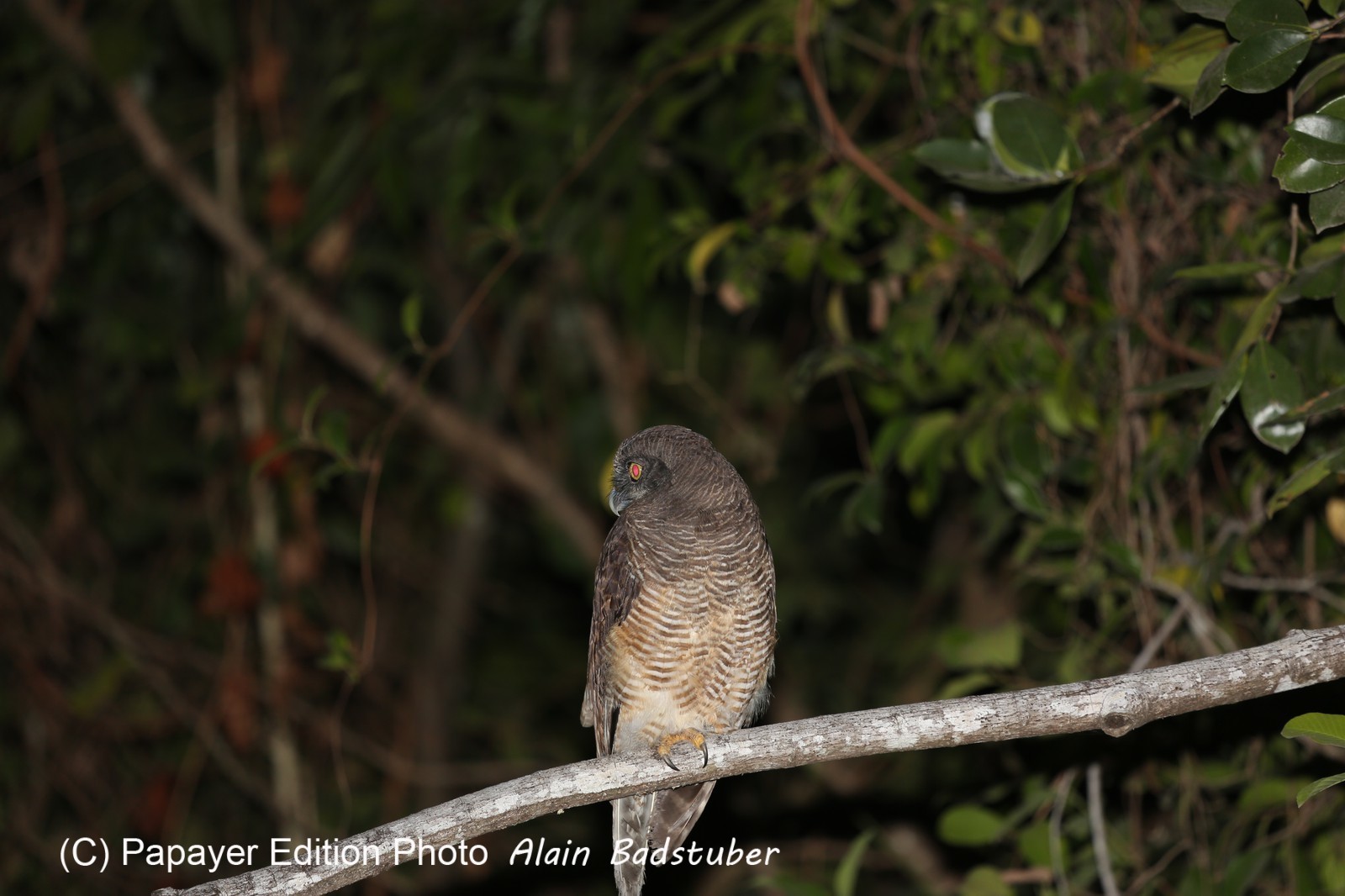 Oiseaux à Cape Tribulation