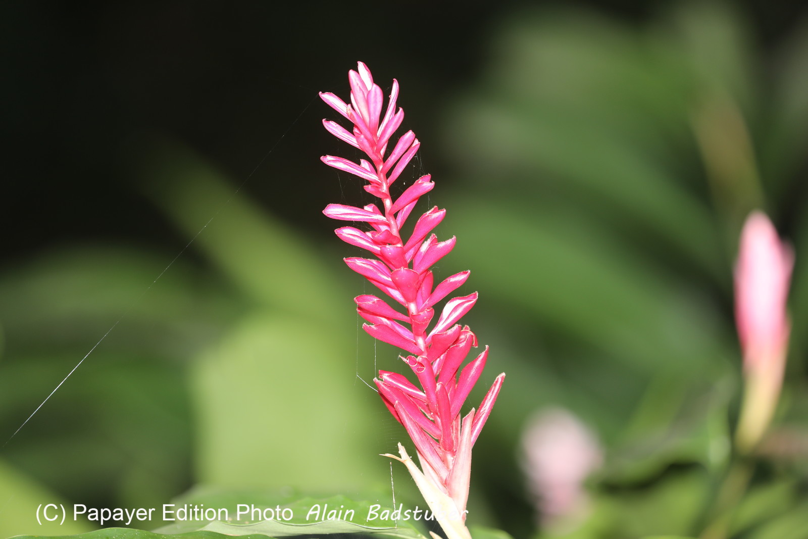 Quatre jours de terrain à Punta Gorda