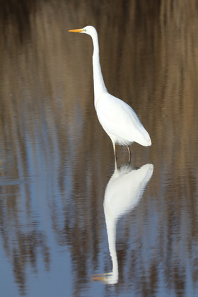 Faune et Flore de Suisse, 2022, Champs-Pittet, Grande Aigrette
