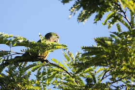 Deuxième séjour à Sarteneja, Bélize, Novembre - Décembre 2021
