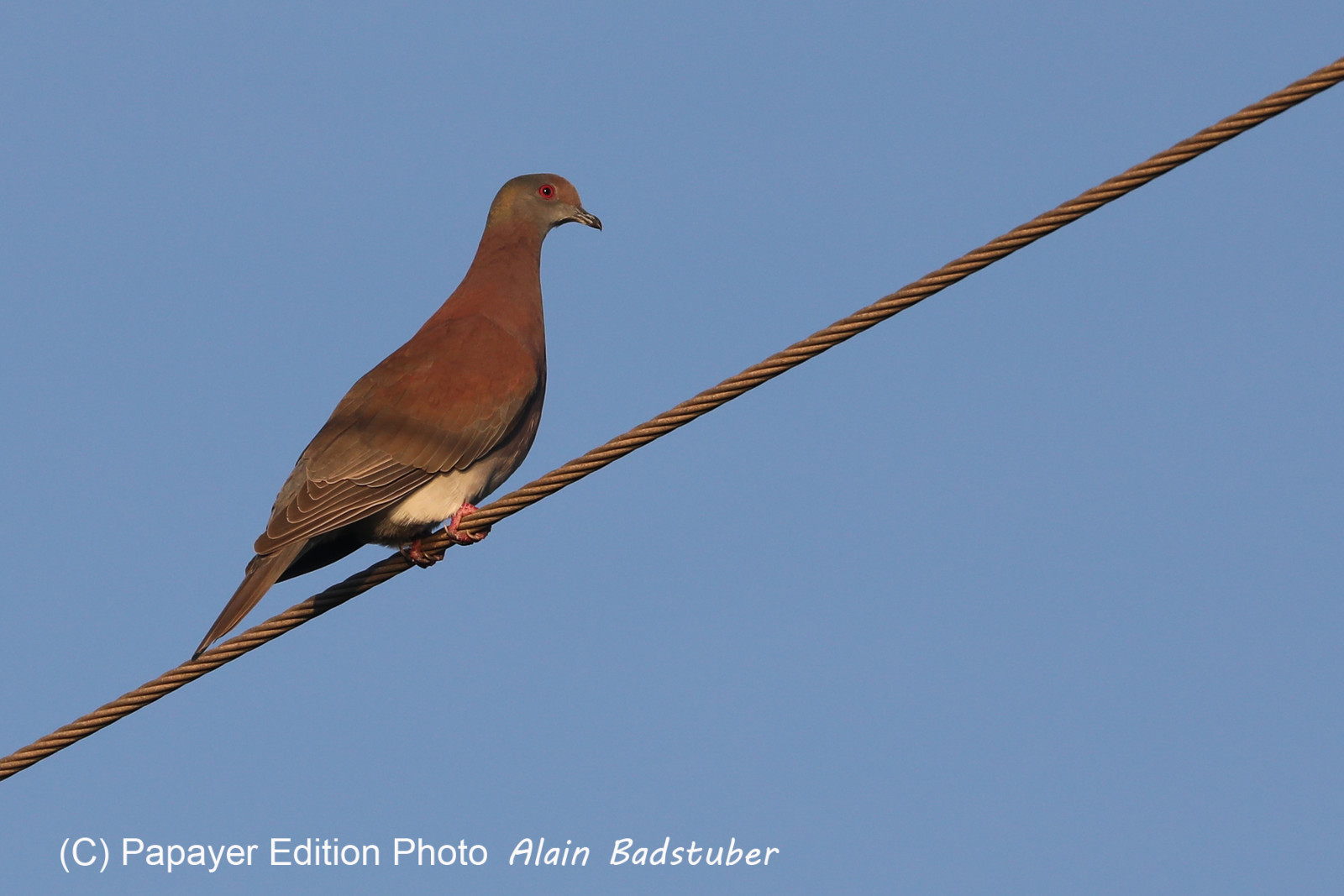 Hopkins, Octobre-Novembre 2021