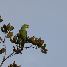 Premier séjour à Crooked Tree , au Bélize en octobre 2021