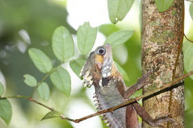 L'Australie à Cow Bay et Cape Tribulation en 2017