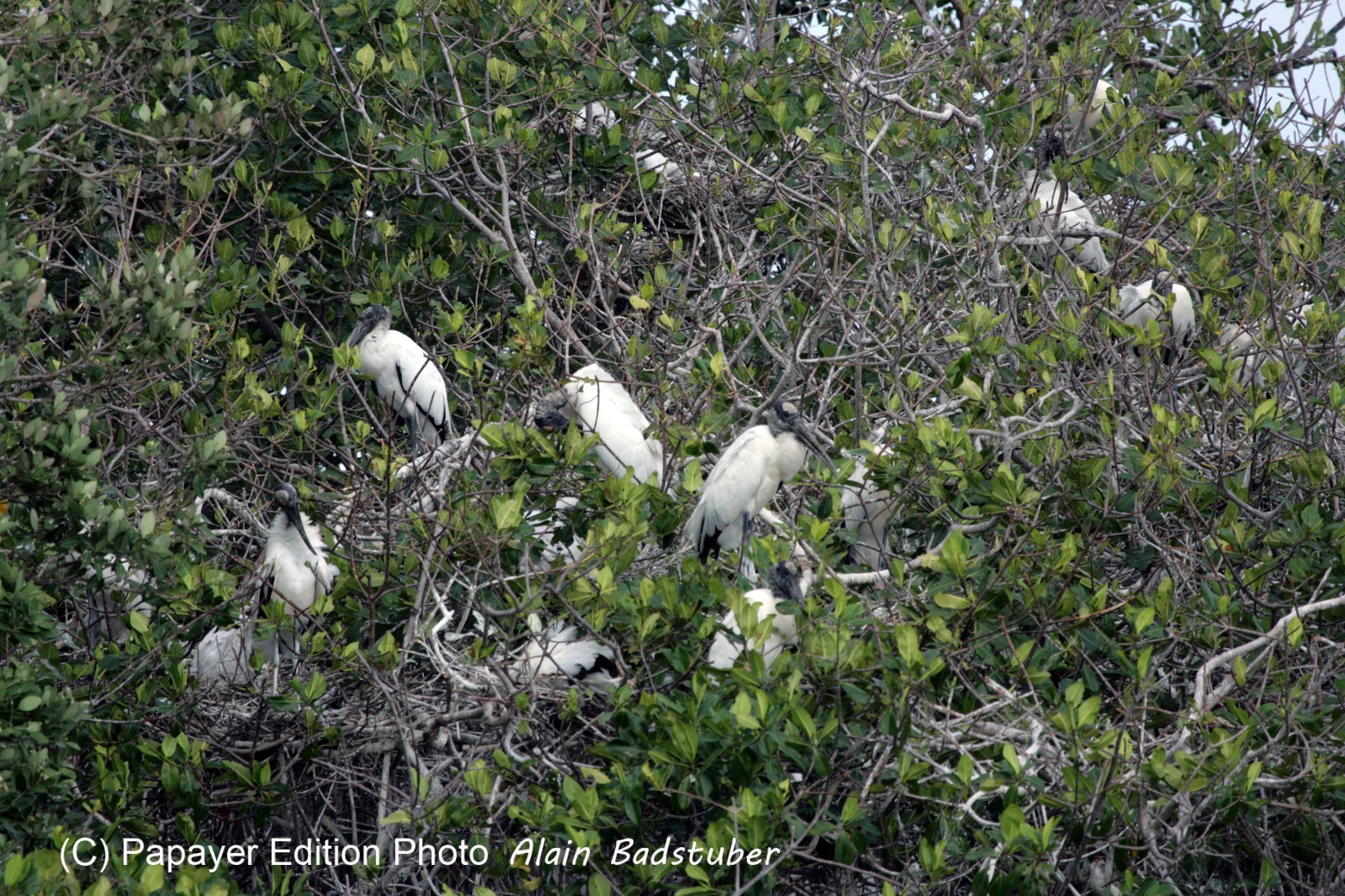 Images_Belize_2011_091