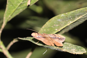 Quatre jours de terrain à Punta Gorda