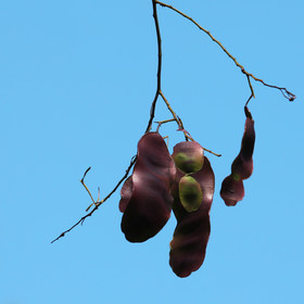 Végétaux et Champignons