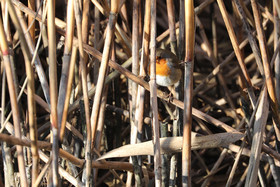 Faune et Flore de Suisse, 2022