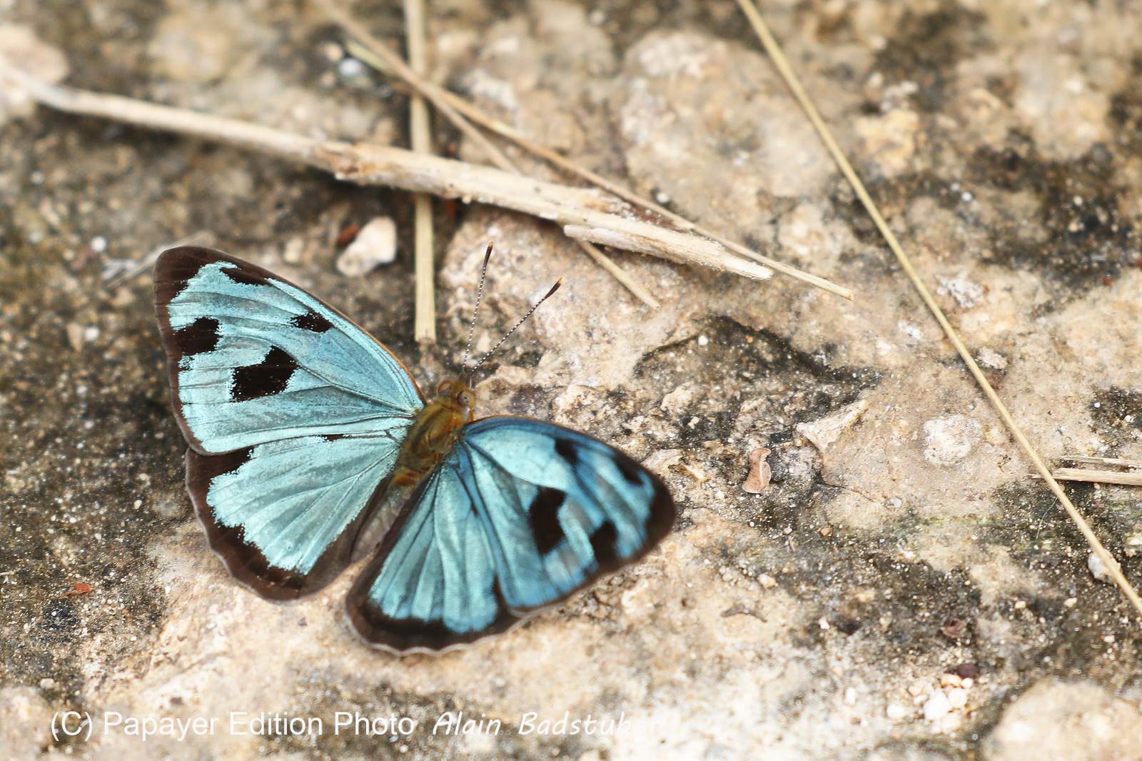 Deuxième séjour à Sarteneja, Bélize, Novembre - Décembre 2021